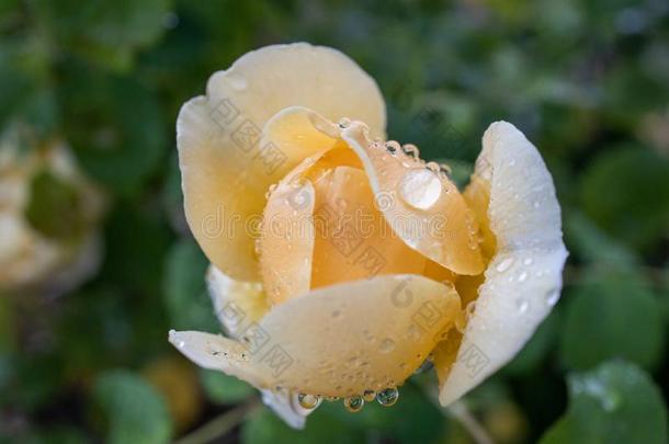 黄色的<strong>玫瑰花开</strong>幕和雨点