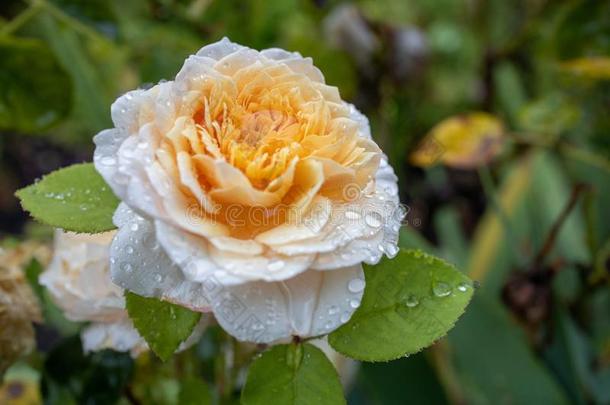 黄色的玫瑰花开幕和雨点