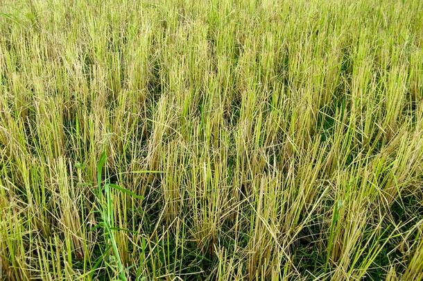 稻稻草在指已提到的人稻稻田刚才后的收获.