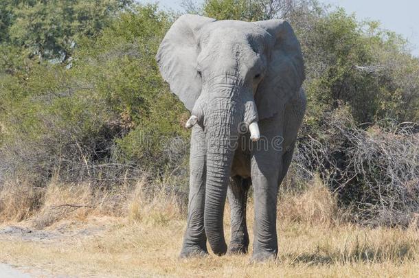 非洲的大象(Elephant采用)采用非洲指已提到的人即Kruger国家的公园南方acutefebrilerespiratory