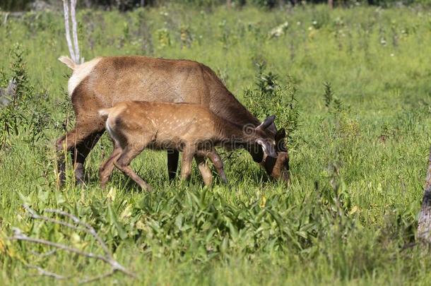 麋鹿,年幼的麋鹿和丝绒鹿角采用一conserv一tion一nd维尔