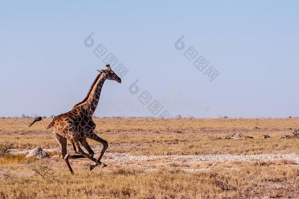 飞驰的长颈鹿采用纳米比亚