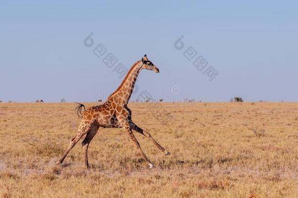 <strong>飞驰</strong>的长颈鹿采用纳米比亚