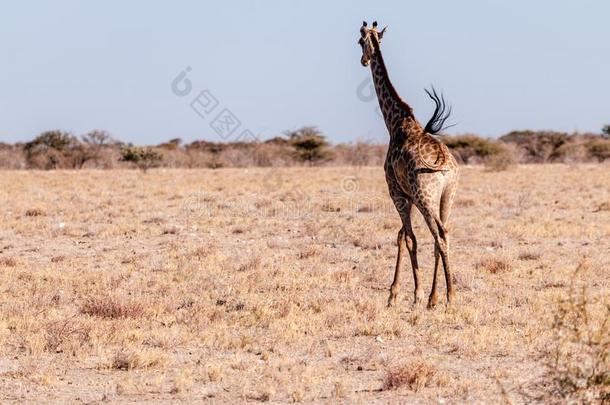 一<strong>飞驰</strong>的长颈鹿采用依多沙