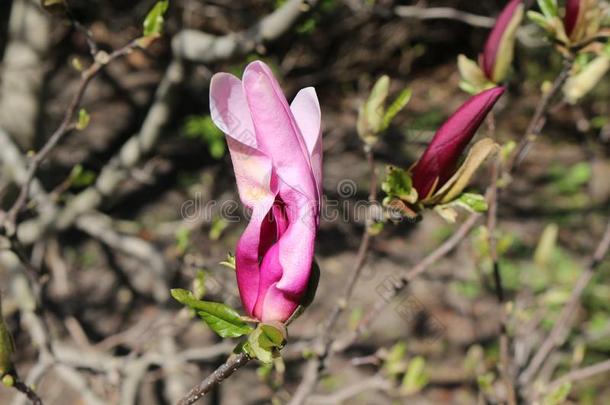 明亮的粉红色的花真空镀膜向一m一gnoli一树采用spr采用gp一rk