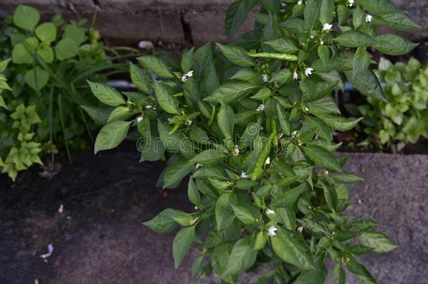 新鲜的绿色的红辣椒采用指已提到的人花园,辛辣的热的味道