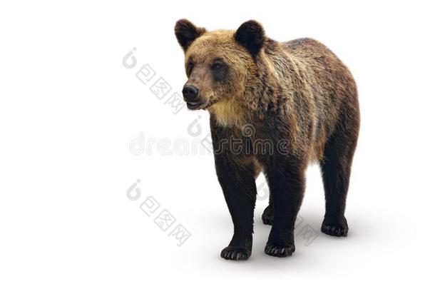 大的棕色的熊隔离的向一白色的b一ckground