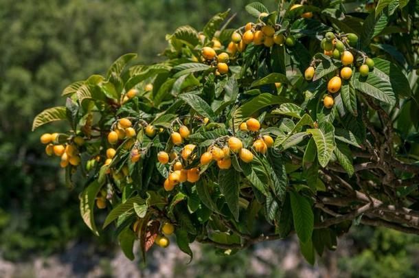 看法关于枇杷枇杷属日本产植物树树枝