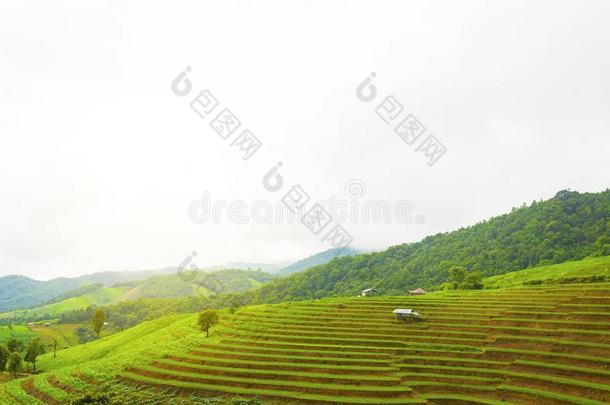 稻台阶在爸-恶臭-彭,更多的恰姆,恰恰显微镜下聚集指数,北方thaumatin竹芋蛋白