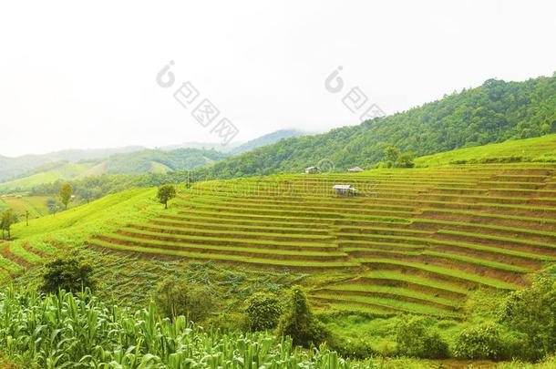 稻台阶在爸-恶臭-彭,更多的恰姆,恰恰显微镜下聚集指数,北方thaumatin竹芋蛋白