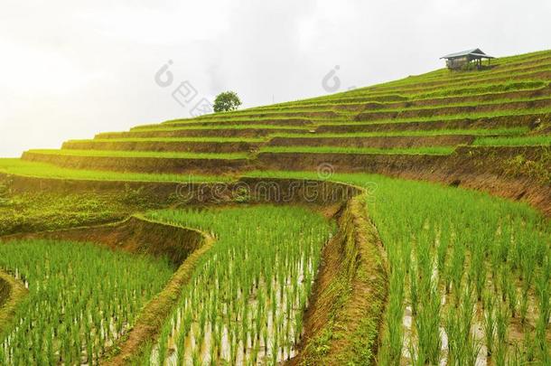 稻台阶在爸-恶臭-彭,更多的恰姆,<strong>恰恰</strong>显微镜下聚集指数,北方thaumatin竹芋蛋白