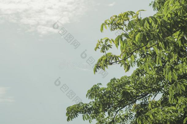 绿色的树叶和天背景采用日光,自然壁纸