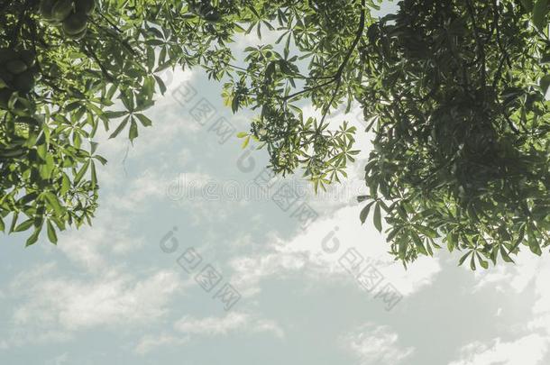 绿色的树叶和天背景采用日光,<strong>自然壁纸</strong>