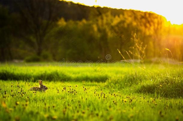 兔子和太阳微量