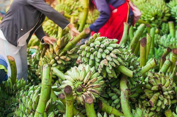 老挝人女人摊<strong>贩</strong>选择新鲜的香蕉成果为卖在一英语字母表中的第四个字母