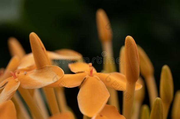 花桔子游动精子形状黄色的黑的背景