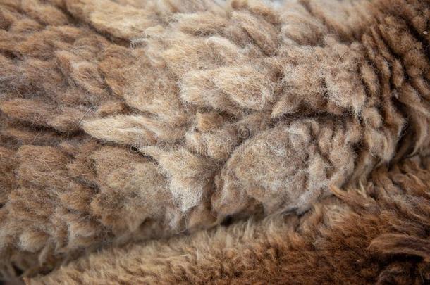 长的羊羊毛质地为衣服纺织品