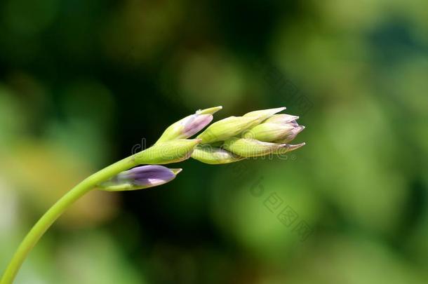 车前草百合花或玉簪属植物植物的叶子植物单一的直立的花茎满的英语字母表的第15个字母