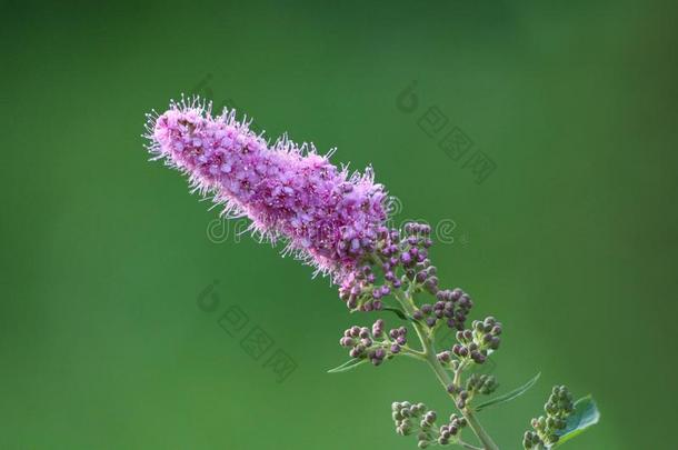 单一的树枝关于绣线菊类的植物<strong>凯旋门</strong>或绣线菊类的植物字母x台球胜利