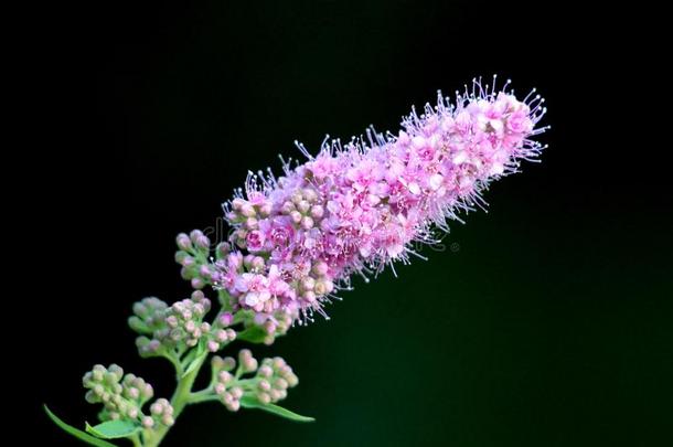 绣线菊类的植物<strong>凯旋门</strong>或绣线菊类的植物字母x台球<strong>凯旋门</strong>杂种太棒了