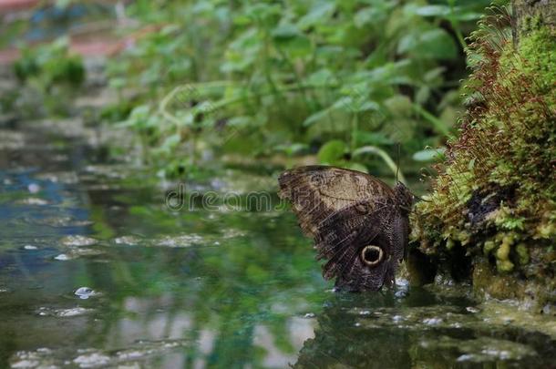 静止的蝴蝶向苔藓在上面一水池