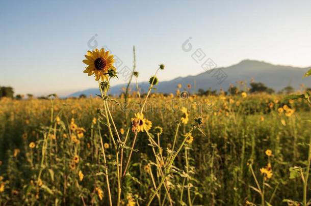 野生的向日葵花采用美国加州草地和mounta采用采用distribute分发