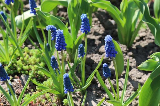 马斯卡里明亮的蓝色花装饰花床采用夏园
