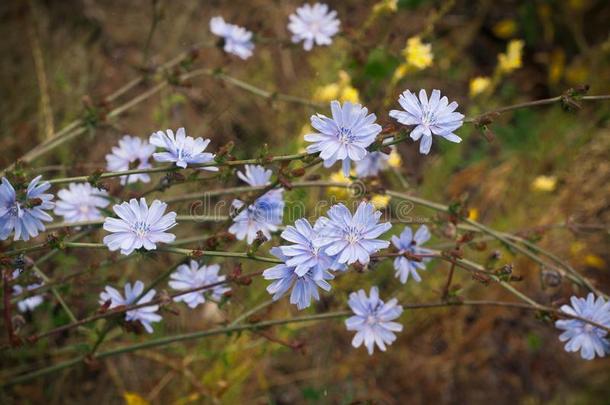 蓝色<strong>菊苣</strong>花,<strong>菊苣</strong>野生的花向指已提到的人田.蓝色flores花