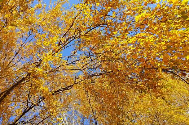 树枝关于秋桦树树和明亮的黄色的树叶