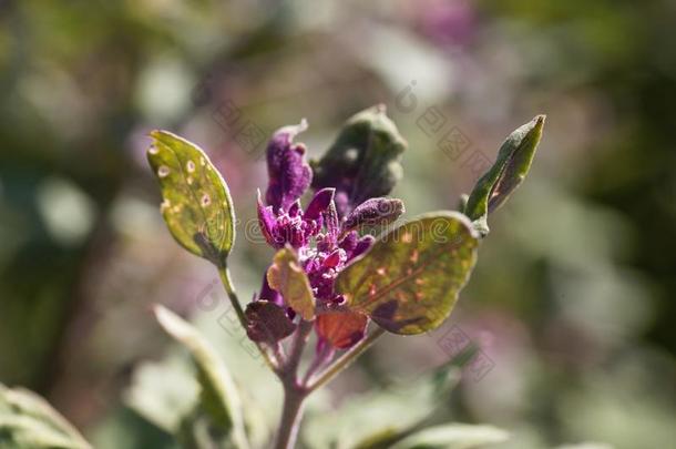 花关于奎奴亚藜,藜属：世界温带地区的一个草本植物属奎奴亚藜