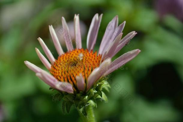 特写镜头紫色的黄雏菊属植物<strong>蜕变</strong>紫癜