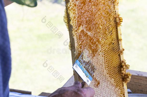 蜂蜜收割-收集蜂蜜从蜂蜜combs.自然的蜂蜜