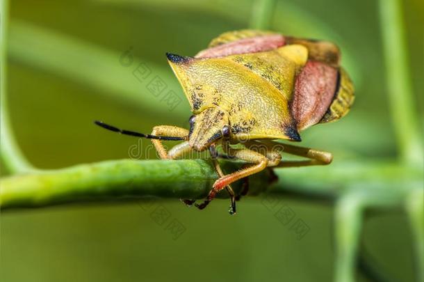盾昆虫-果肉镰刀菇Fuscispinusfascispinus