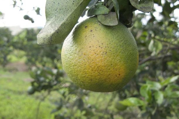 柑橘属果树桔子成果沉<strong>重地</strong>被感染的和柑橘属果树绿皮苹果hlb公司