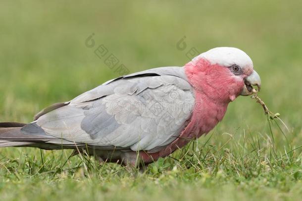 粉红凤头鹦鹉美冠鹦鹉采用澳大利亚