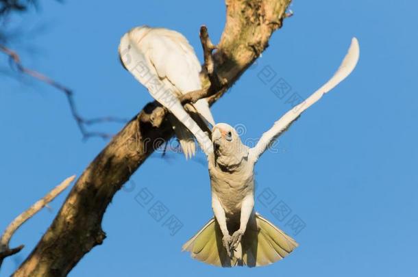 小<strong>的</strong>风头鹦鹉美冠鹦鹉采用澳大利亚