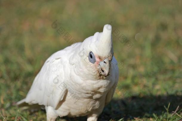 小的风头鹦鹉美冠鹦鹉采用澳大利亚
