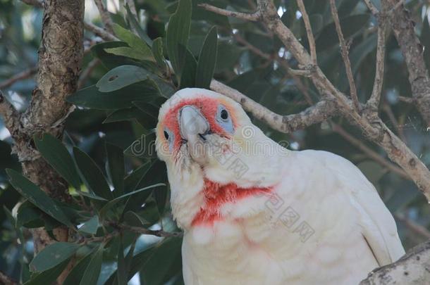 长的安排风头鹦鹉美冠鹦鹉采用澳大利亚