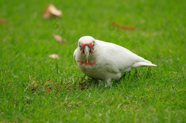 长的安排风头鹦鹉美冠鹦鹉采用澳大利亚