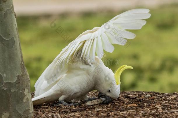 硫磺有顶饰的美冠鹦鹉采用澳大利亚