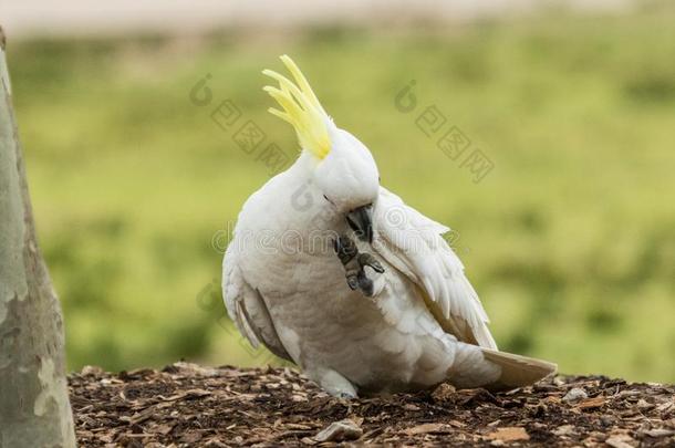硫磺有顶饰的美冠鹦鹉采用澳大利亚