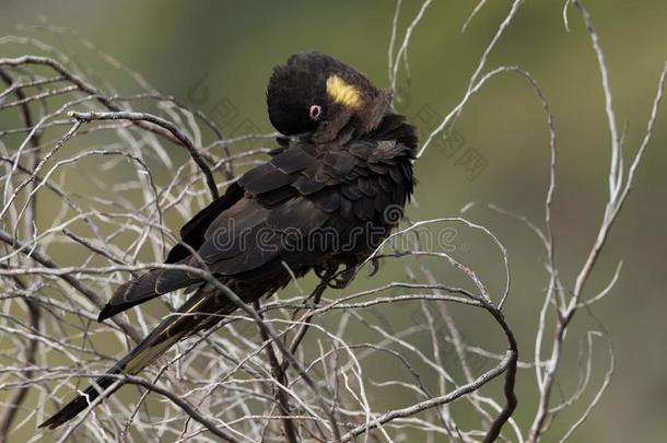 黄色的有尾的黑的美冠鹦鹉采用澳大利亚