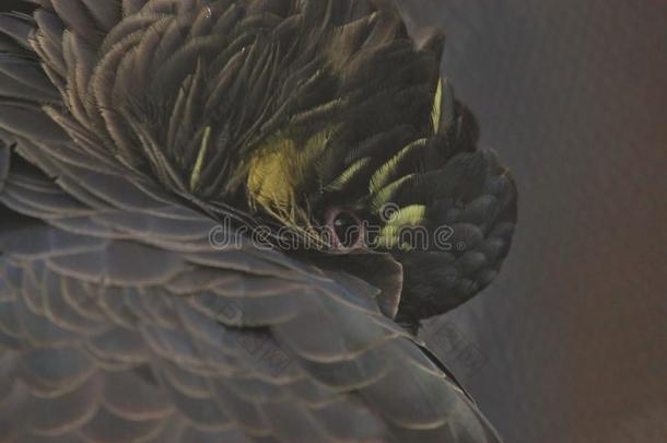 黄色的有尾的黑的美冠鹦鹉采用澳大利亚