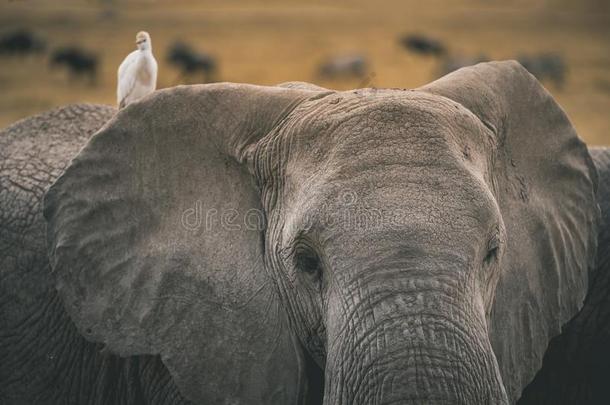 非洲的象给食在<strong>安博塞利</strong>n在ional公园,肯尼亚.