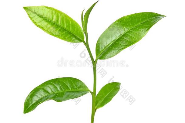 绿色的<strong>茶</strong>水叶子向白色的背景