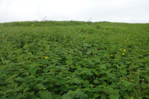 风景优美的看法关于温室风景和小山