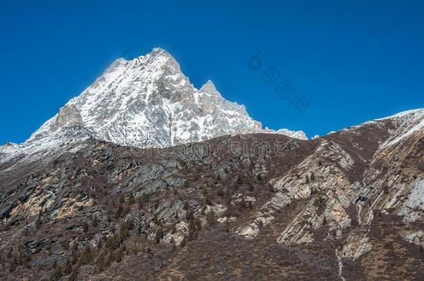 美丽的全景画关于富有色彩的森林和雪遮盖遗骨undermentioned下述的