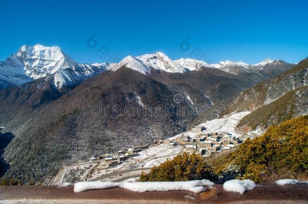 美丽的全景画关于富有色彩的森林和雪遮盖遗骨undermentioned下述的