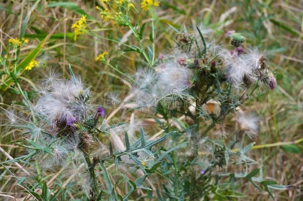 很不常见的花和花序关于指已提到的人普通的蓟winter冬天