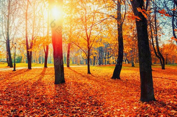 秋美丽的十月<strong>风</strong>景.秋树和变黄或发黄